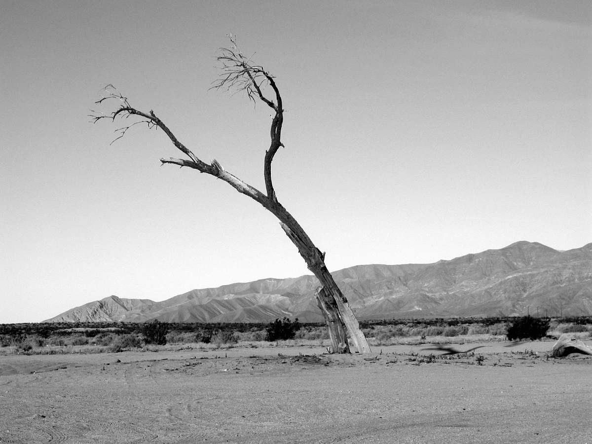 anza-borrego desert state park grayscale of tree tree